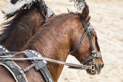 Roman chariots in the circus arena, fighting warriors and horses