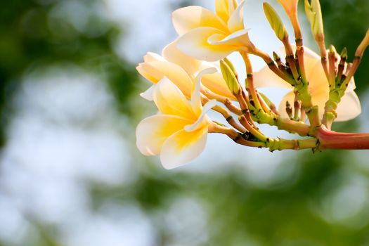 Pink frangipani flowers with leaves in the background.