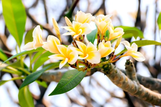 Pink frangipani flowers with leaves in the background.