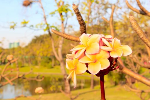 Yellow frangipani flowers with park in the background.