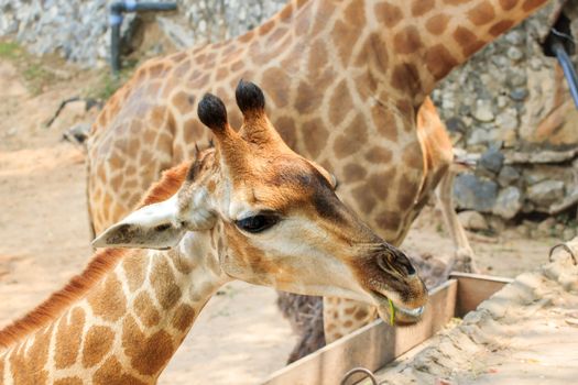 Giraffe in a Khao Kheow Zoo, Chonburi in thailand.