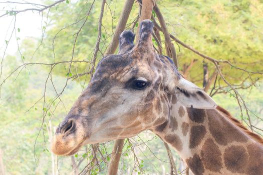 Giraffe in a Khao Kheow Zoo, Chonburi in thailand.