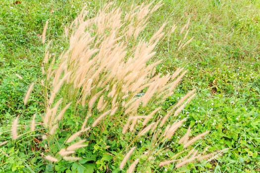 Golden ears of wheat on the field. 