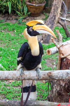 Great Hornbill on branch in the Zoo Khao Kheow.