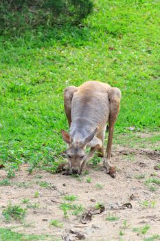 Kangaroo is open Zoo Khao Kheow, Thailand.