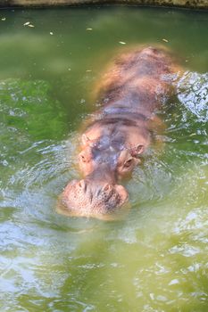 Hippos feeding at a zoo in Thailand.