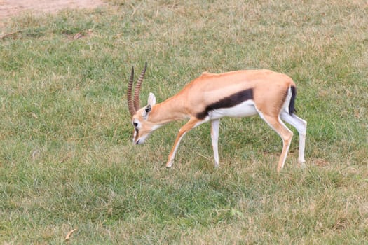 Male antelope in a Khao Kheow Zoo, Chonburi in thailand.