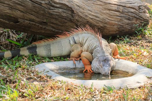 Mature male Green Iguana (Latin name: Iguana iguana).