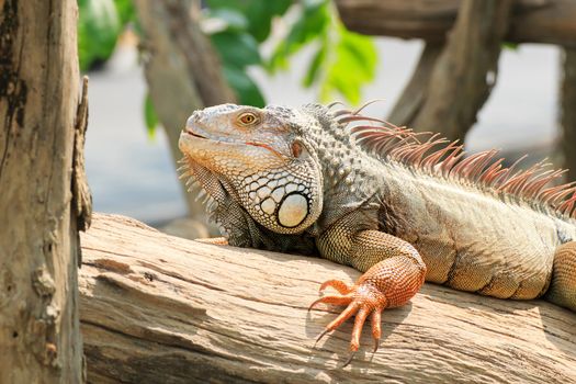 Mature male Green Iguana (Latin name: Iguana iguana).