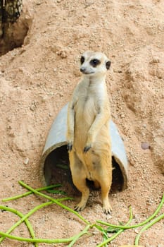 Meerkat is open Zoo Khao Kheow, Thailand.