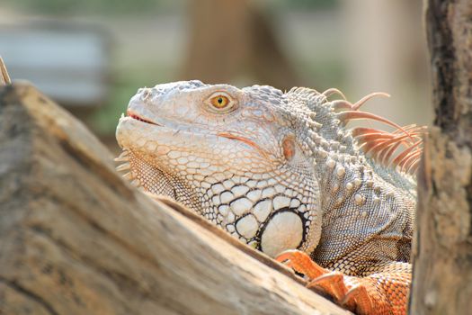 Mature male Green Iguana (Latin name: Iguana iguana).