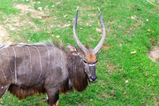 A male nyala is open Zoo Khao Kheow, Thailand.