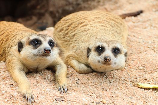 Meerkat is open Zoo Khao Kheow, Thailand.