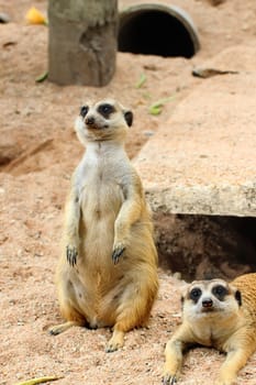 Meerkat is open Zoo Khao Kheow, Thailand.