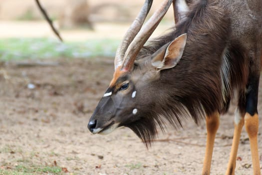 A male nyala is open Zoo Khao Kheow, Thailand.