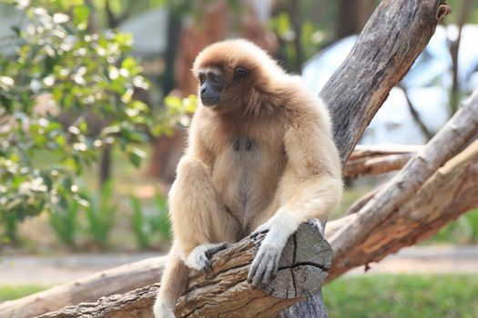 A monkey in a Khao Kheow Zoo, Chonburi in thailand.