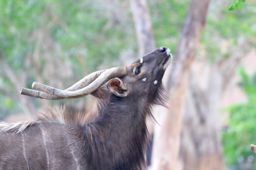 A male nyala is open Zoo Khao Kheow, Thailand.