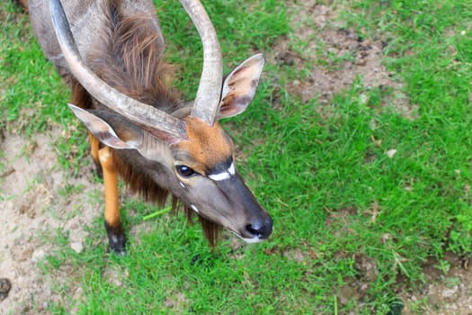 A male nyala is open Zoo Khao Kheow, Thailand.