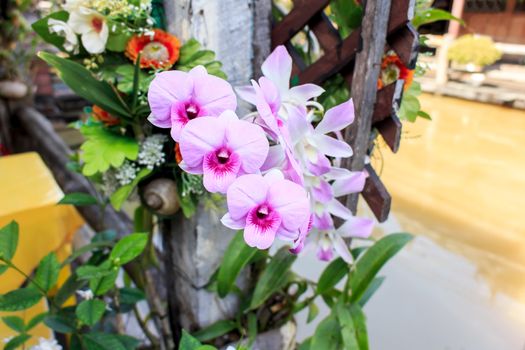 Beautiful orchid fresh flowers on a leaves background.