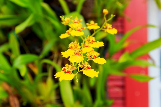 Beautiful orchid fresh flowers on a leaves background.