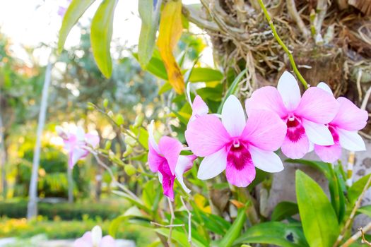 Beautiful orchid fresh flowers on a leaves background.