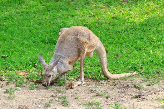 Kangaroo is open Zoo Khao Kheow, Thailand.