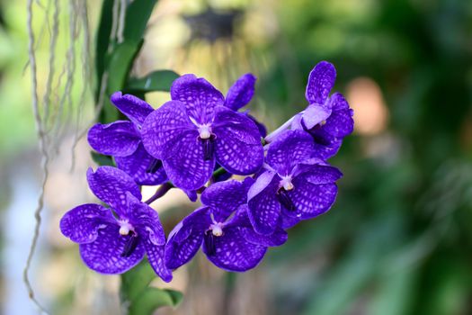 Beautiful orchid fresh flowers on a leaves background.