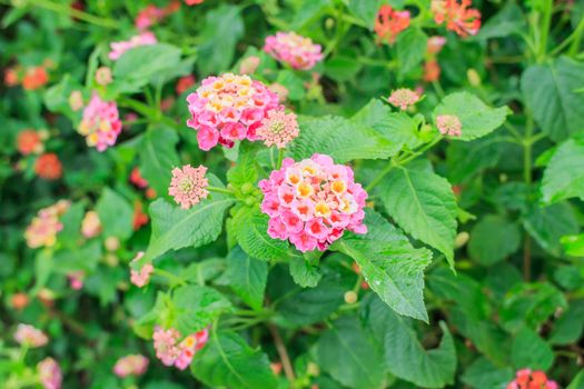 Hedge Flower, Weeping Lantana, Lantana camara Linn. 