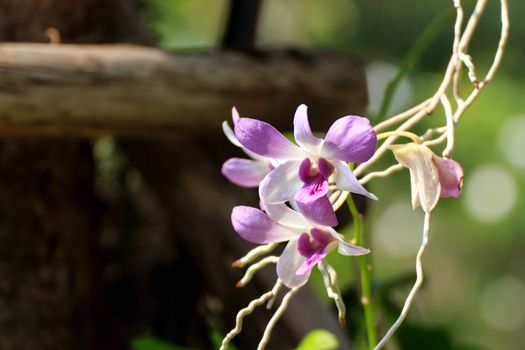 Beautiful orchid fresh flowers on a leaves background.