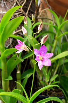 Beautiful orchid fresh flowers on a leaves background.