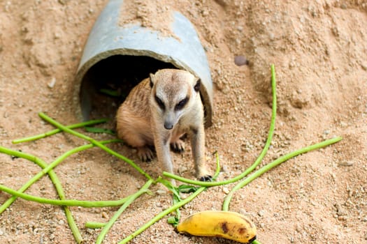 Meerkat is open Zoo Khao Kheow, Thailand.