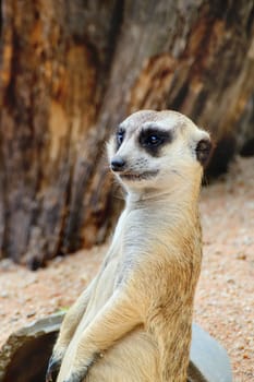 Meerkat is open Zoo Khao Kheow, Thailand.