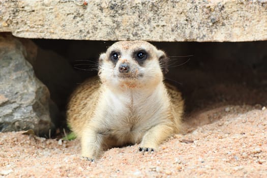 Meerkat is open Zoo Khao Kheow, Thailand.