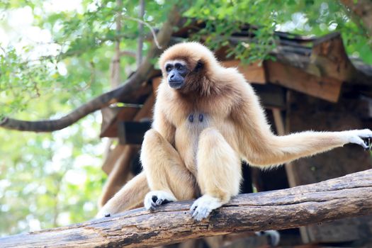 A monkey in a Khao Kheow Zoo, Chonburi in thailand.