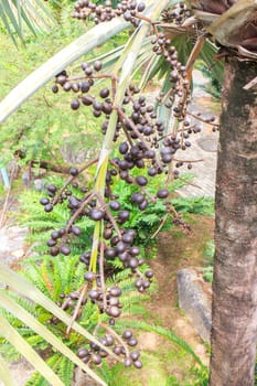 Palm fruit on the tree, tropical plant for bio diesel production