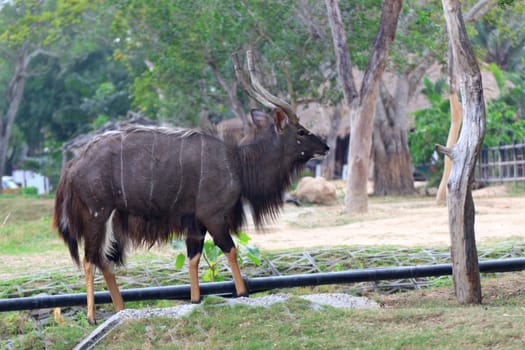 A male nyala is open Zoo Khao Kheow, Thailand.