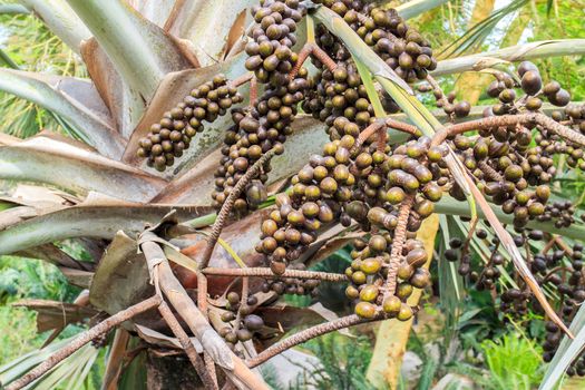 Palm fruit on the tree, tropical plant for bio diesel production