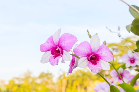 Beautiful orchid fresh flowers on a sky background.