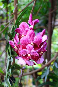 Beautiful orchid fresh flowers on a leaves background.