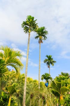 Show the beautiful shape of towering palms.