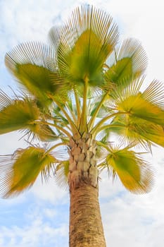 Show the beautiful shape of towering palms.