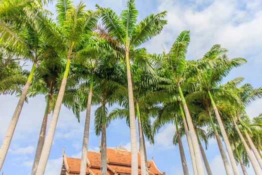 Show the beautiful shape of towering palms.