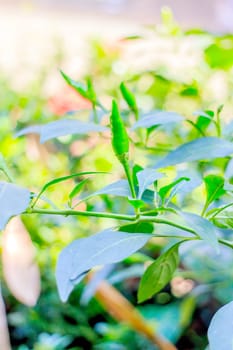 Fresh chili peppers on green leaves background