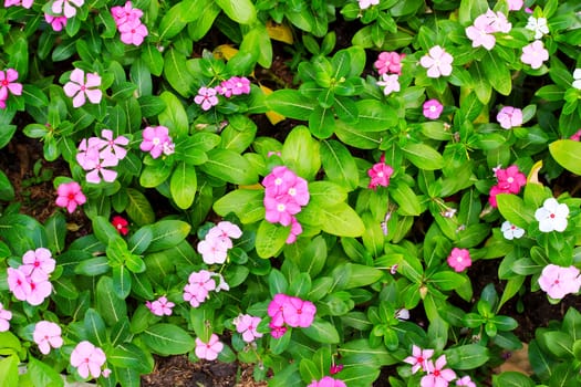 Pink Periwinkle on a leaves green background.