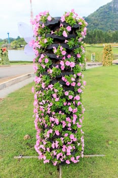 Pink Petunia flowers decoration in the park.