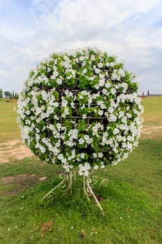 White Petunia flowers decoration in the park.