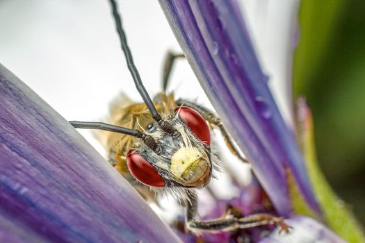 Beautiful insect in high magnification over a purple flower