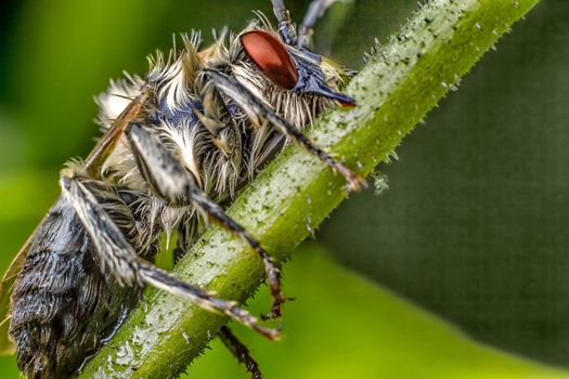 High magnification of a beautiful insect on a branch