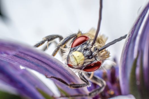 Beautiful insect in high magnification over a purple flower