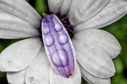 Several drops on a white and purple flower